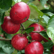 Bittersharp Apples