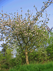Mark Shirley's garden orchard