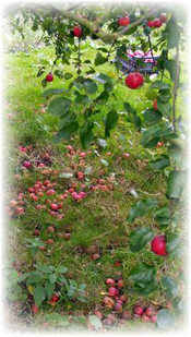 Our Orchards