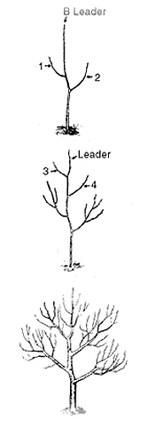 Tree form and formative pruning